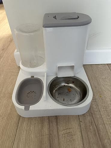 купить кошку: Кошка даром: Беспородная, 7 месяцев, Девочка, Приучена к лотку — 6