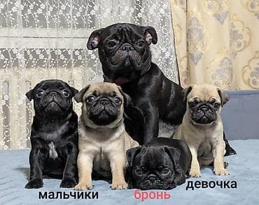 каракол ит: Щенки мопса с документами. - Помет из 4 щенков: мальчики и девочка — 1