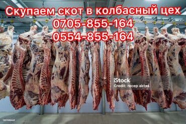 аргентиский дог: Куплю | Коровы, быки, Лошади, кони | Любое состояние — 2