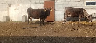 бычки скот: Продаю | Корова (самка) | Полукровка | Для молока | После отела — 3