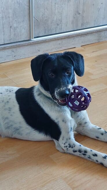 Ит бекер берем: Ит бекер берилет: 7 айлык, Ургаачы — 2