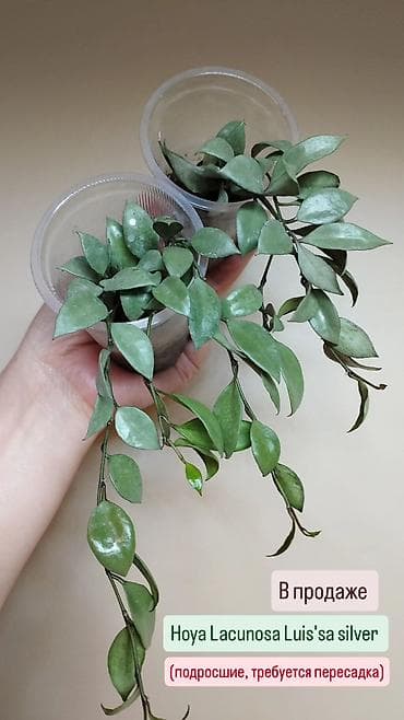 хойи: В продаже ❇️ Укоренённые Хойи, Ceropegia Woodii Variegata — 1