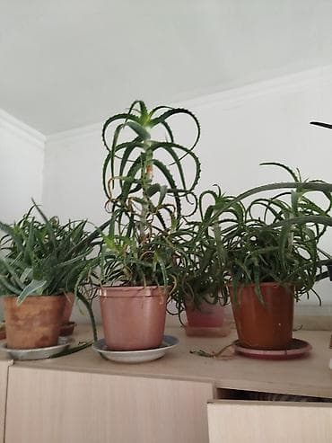 гүл койгуч: Комнатные растения,фикусыалоэ — 10