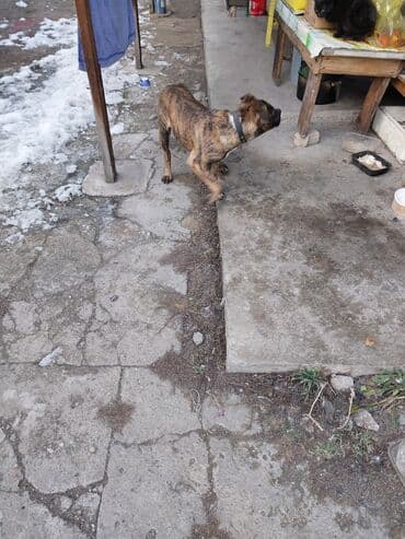 Ковролин: Питбуль, 5 айлык, Эркек, Эмделген — 3