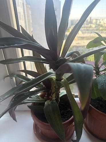 эписция купить: Традесканция сидячецветковая (Rhoeo spathacea, синоним Tradescantia — 1