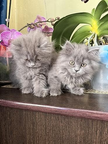 британский кошки: Продаю котят шотландской породы помесь с британцем Котятом 2 — 4