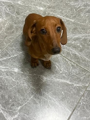 альфа стаф: Такса, 5 месяцев, Самец, С прививкой, С родословной — 1