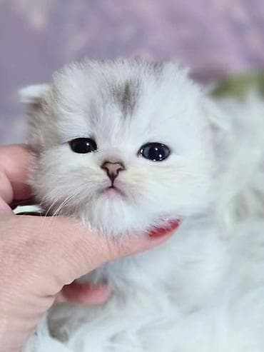 scottish fold: Предлагаем для бронирования чистопородных малышей, мальчики, окрас — 8