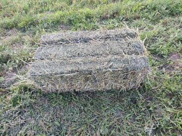 семена эспорсет: Көчөттөр тоют өсүмдүктөрүнүн: Эспарцет — 1