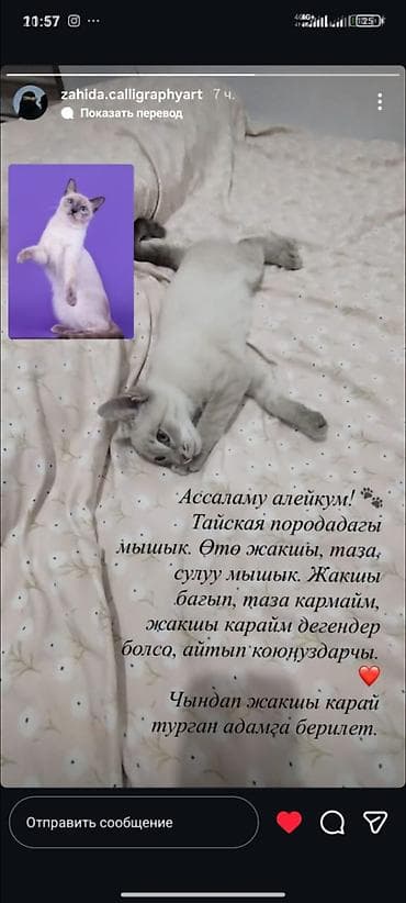 куплю тай: Тайская, 6 месяцев, Девочка — 3
