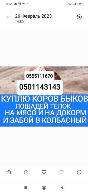 тюк пресс: Куплю | Коровы, быки, Лошади, кони | Круглосуточно, Любое состояние, Забитый — 1