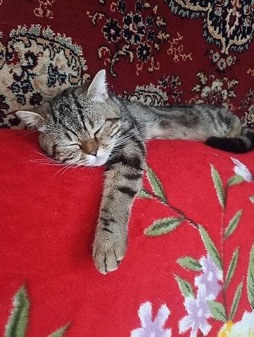 Кошка даром: Скотиш Страйт (Шотландская прямоухая), 10 месяцев, Мальчик, Приучена к лотку — 1