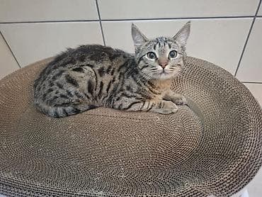 ssd 512gb: Отдам даром в добрые руки мальчика,азиатский табби 8 месяцев, к лотку — 5