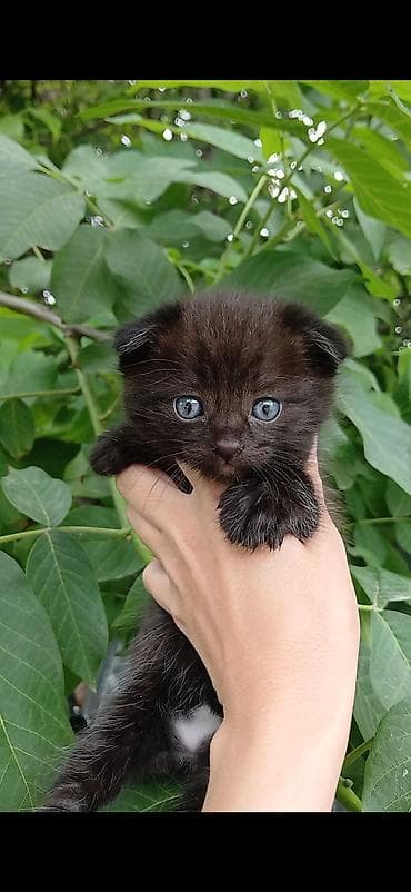 объявления про котят: Скотиш Фолд (Шотландская вислоухая), 1 месяц, Мальчик, Черный — 1