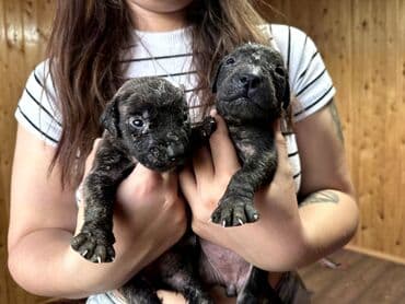 бульдоги: Щенки Канарского Дога (Presa Canario) С документами, прививками 8 — 5