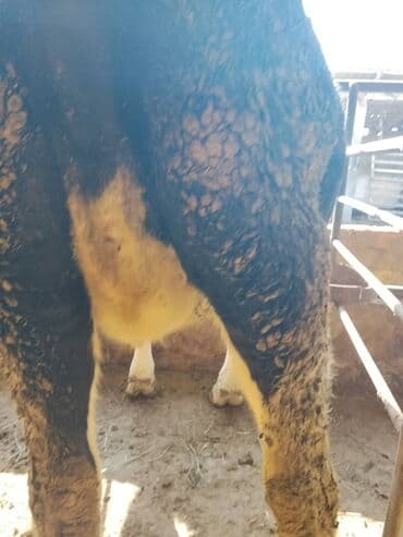 кролик декоративный: Продаю | Корова (самка) | Голштин | Для разведения — 5