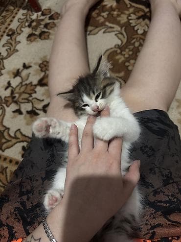 pitomnik temir: Кошка даром: Лесная, 1 месяц, Девочка, Проглистована, С прививками, Метис — 2
