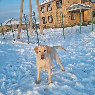 Лабрадор-ретривер, светло-палевого окраса. - Активный, дружелюбный