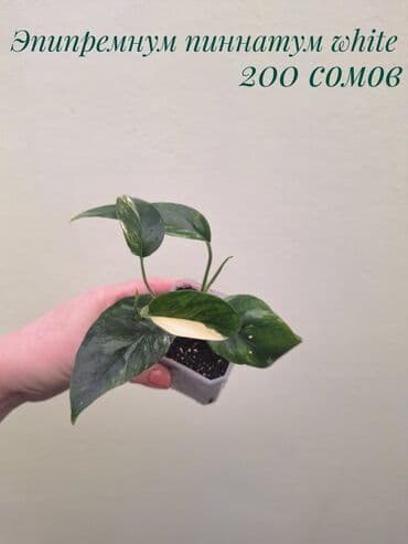 сколько стоит аквариум для рыбок: ● Комнатные растения (укоренённые черенки, молодые растения, взрослые — 9