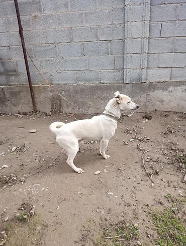 собачья порода: Белая собака небольшого/среднего роста, короткошёрстная. Компактное — 3