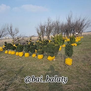 купить кустарники декоративные: Предлагаются декоративные кустарники в горшках. Шаровидные Самшит и — 10