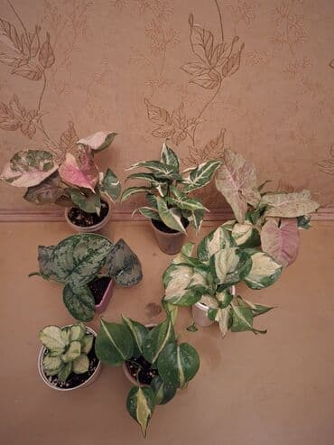 купить большие комнатные растения: Коллекция комнатных растений с декоративной листвой (в горшках) — 32