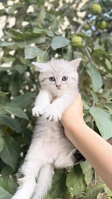 Животные: Шотландские котята, два страйта и один фолд, окрас Серебристая — 6
