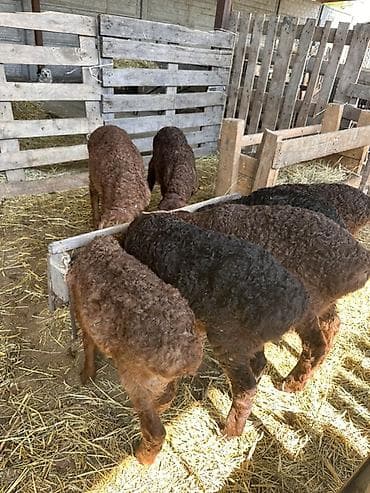 кыргыз иттер: Сатам | Козу | Көбөйтүү үчүн — 2