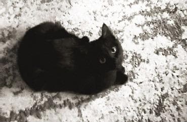 Отдам даром кошку: Кошка даром: Беспородная, Девочка — 1