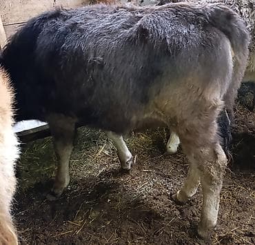 Аквариумдар: Сатам | Музоо | Бордоп семиртүү үчүн — 4