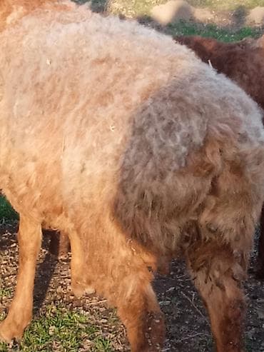 русская голубая кошка бишкек: Продаю | Коза (самка) | Для разведения | Племенные — 2