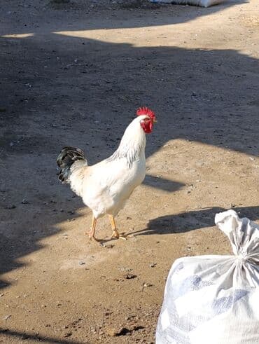 купить корм для перепелов несушек: Продаю | Петух | Для разведения — 3