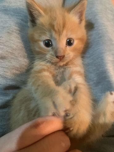 отдам даром породистых котят: Отдам котят в хорошие руки. Девочка и 2мальчика. Игривые, приучены к — 1