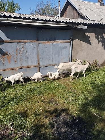 парода эчки: Продаю | Коза (самка) | Зааненская | Для разведения | Племенные — 1