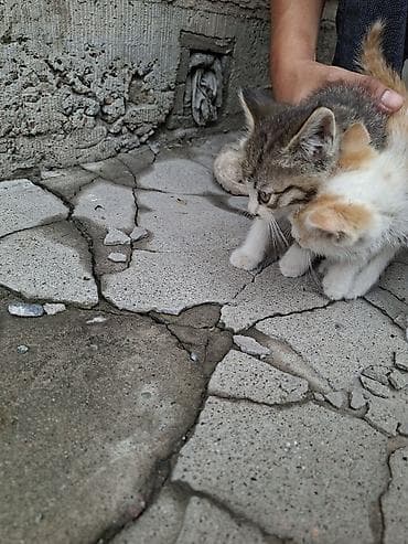 кошка домашний: Отдалим в хорошие руки, очаровательные котята из одного помёта — 4