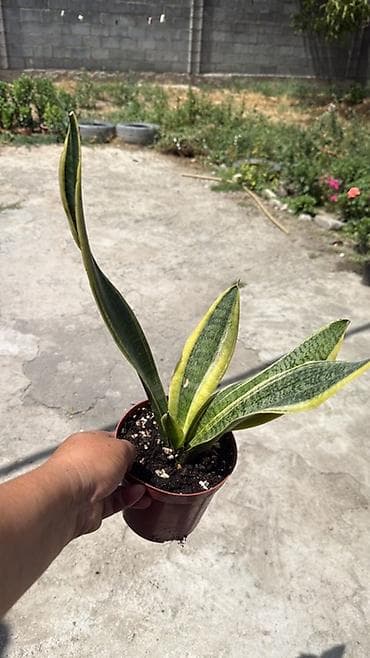 фикус тинеке: Сансевьера (Sansevieria trifasciata, «щучий хвост», «тещин язык») в — 4