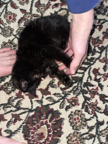 Кошки: Черный британский короткошерстный котёнок домашний - Окрас: полностью — 3