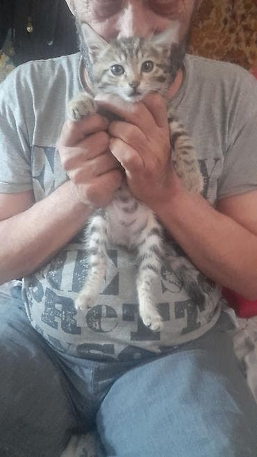 охотнич: Котёнок тигрового окраса - Полосатый котёнок с ярким контрастным — 2