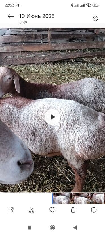 Продаю | Ягненок | Арашан | Для разведения | Осеменитель