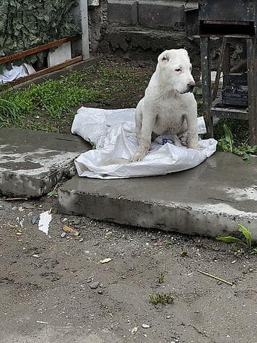 эркек кучук: Алабай, 3 айлык, Эркек, Эмделген — 5