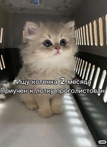 Ищу котенка 2 месяца приучен к лотку