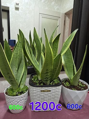 Бегониялар: Бегония декоративная в горшке + комнатные пальмы (дипсис/хамедорея) - — 8