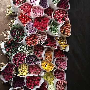 Свежие, крупные, яркие голландские тюльпаны — идеальный подарок для