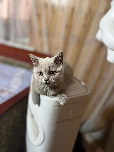 голубь птица: Котёнок британского типа, окрас лиловый ном + — 1