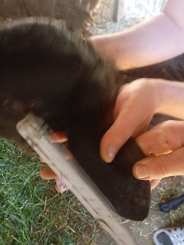 ножницы для овец: Продаю | Овца (самка) | Для разведения | Племенные — 3