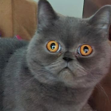 вислоухий сиамский кот: Кошка даром: Скотиш Страйт (Шотландская прямоухая), Девочка, Приучена к лотку, Проглистована — 2