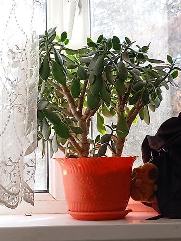 Толстянка (денежное дерево) в декоративном горшке - Крупное