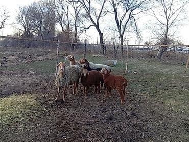 романовский порода: Продаю | Баран (самец) | Арашан — 4