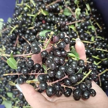 Черемуха саженцы однолетка . Цена окончательная . Нижняя Алаарча. - at lalafo.kg Черемуха саженцы однолетка . Цена окончательная . Нижняя Алаарча. -