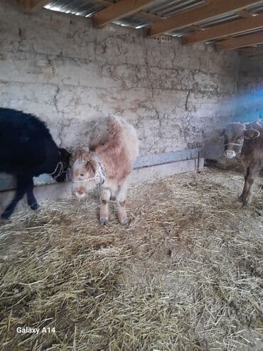 собака дом: Продаю | Музоо, торпок | На откорм | Привязанные — 8